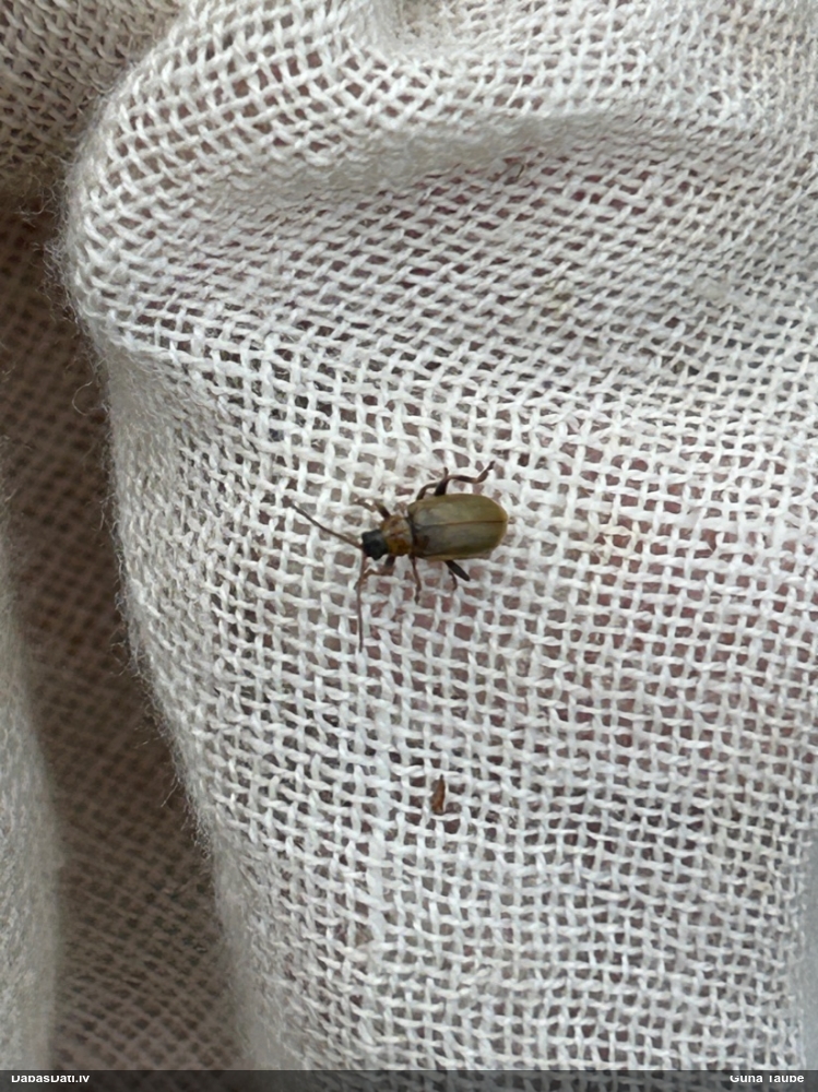 Lapgrauzis Lochmaea sp.