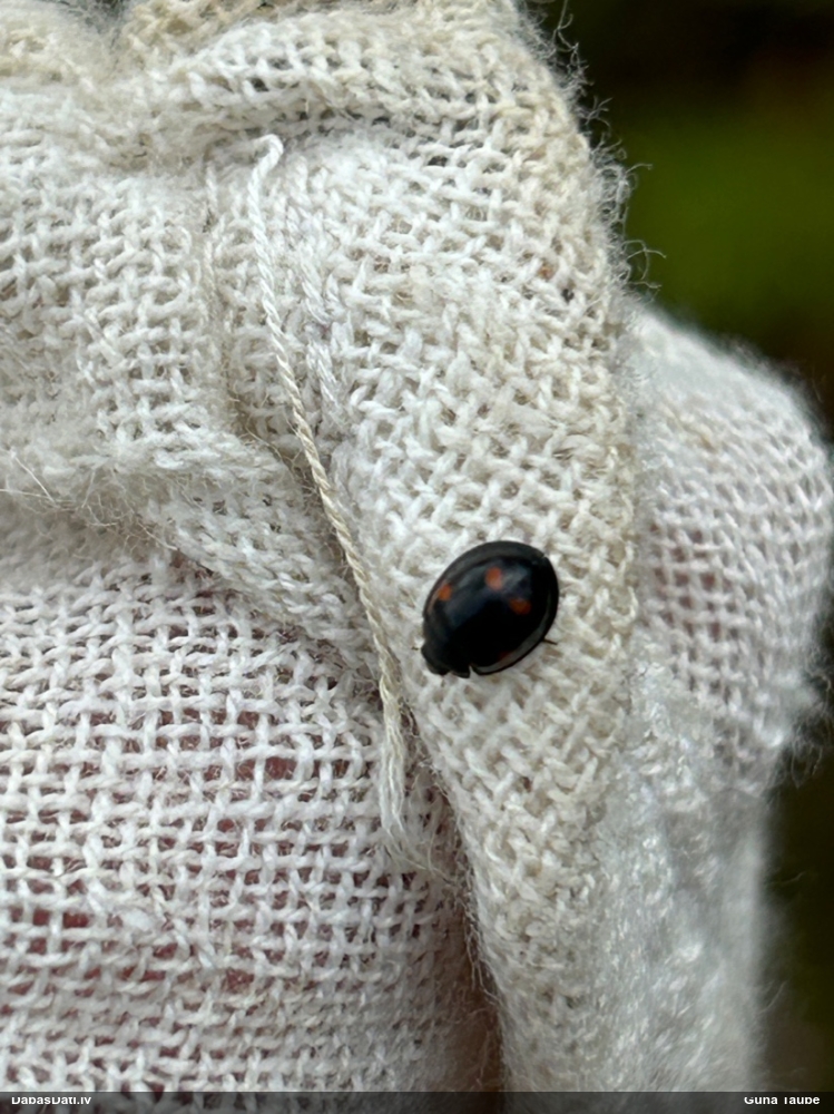 Četrplankumu melnmārīte