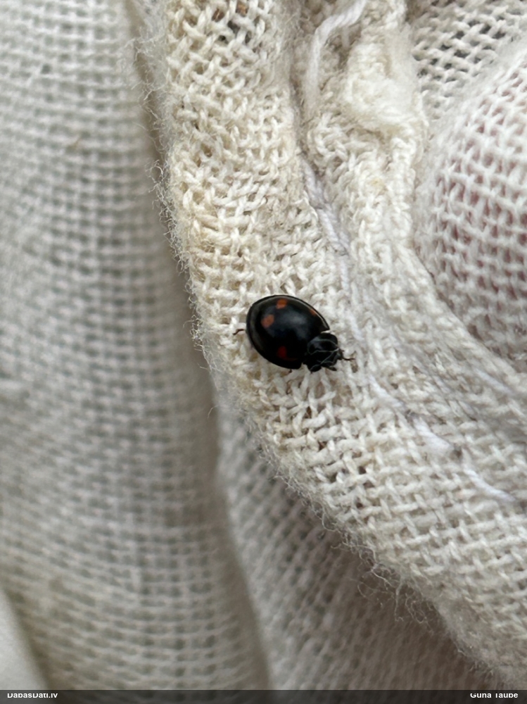 Četrplankumu melnmārīte