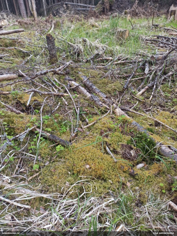 Parastā straussūna