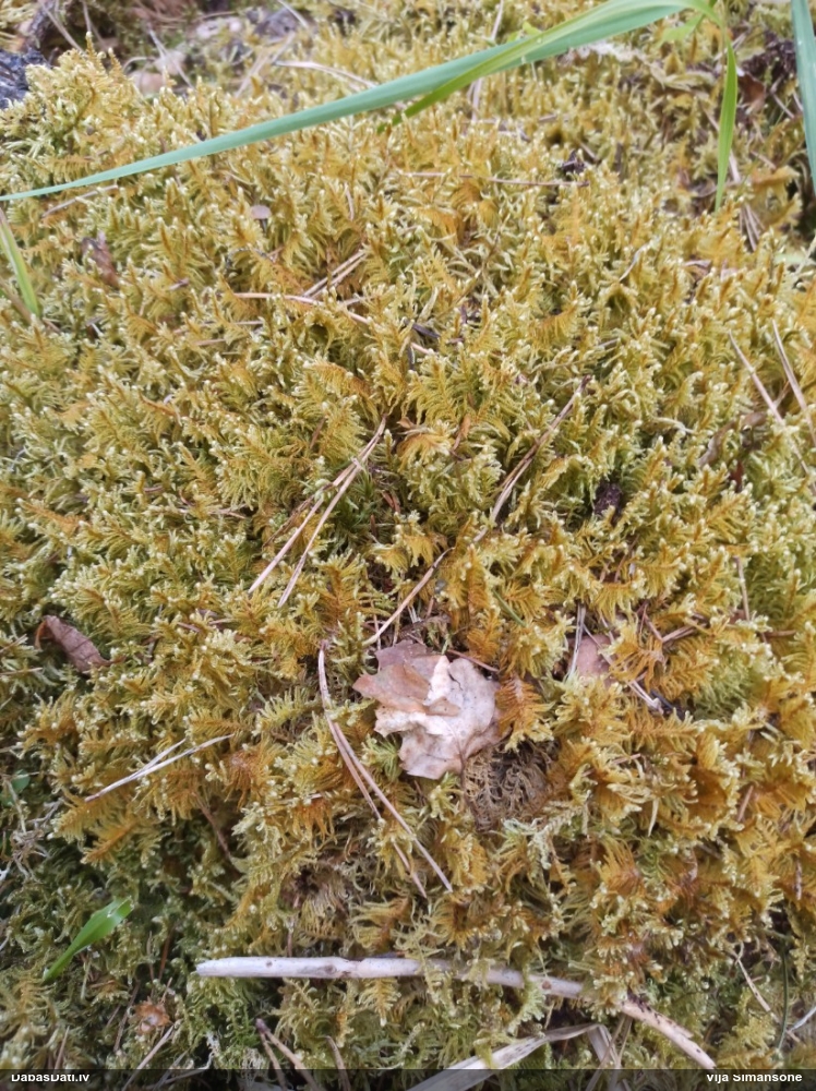 Parastā straussūna