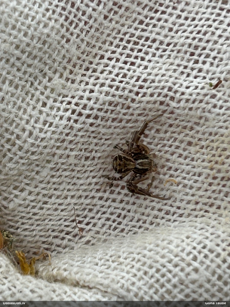 Krabjzirneklis Xysticus sp.