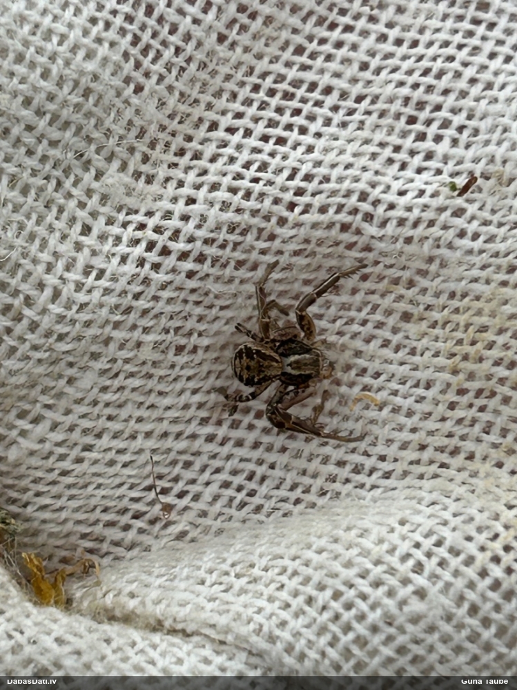 Krabjzirneklis Xysticus sp.