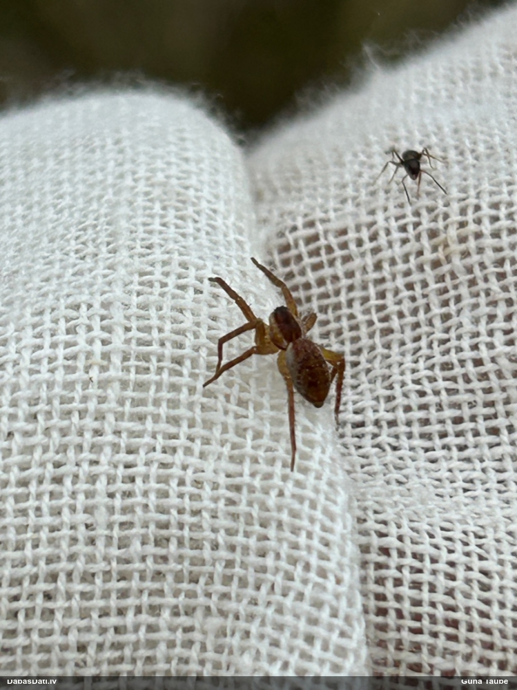 Zirneklis (nenoteikts)