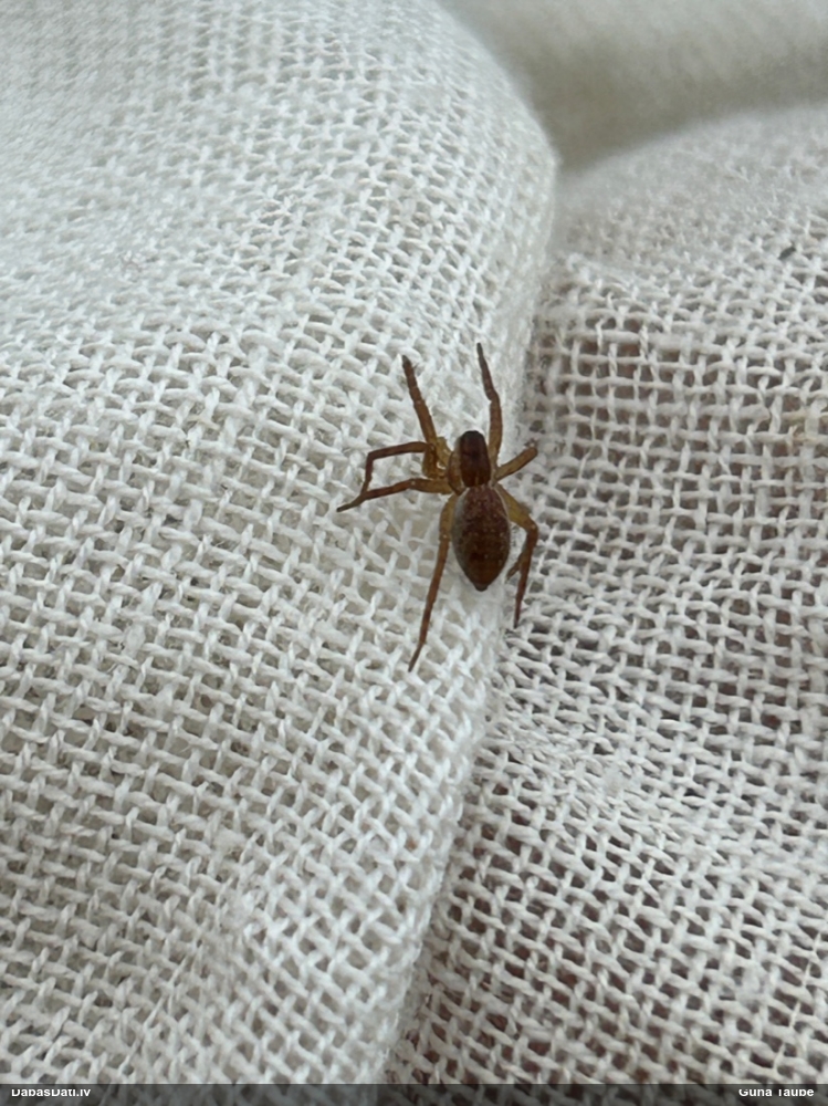 Zirneklis (nenoteikts)