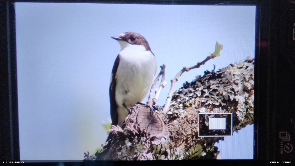 мухоловка-пеструшка