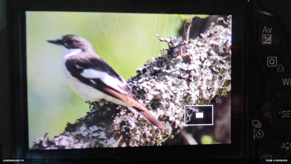 мухоловка-пеструшка