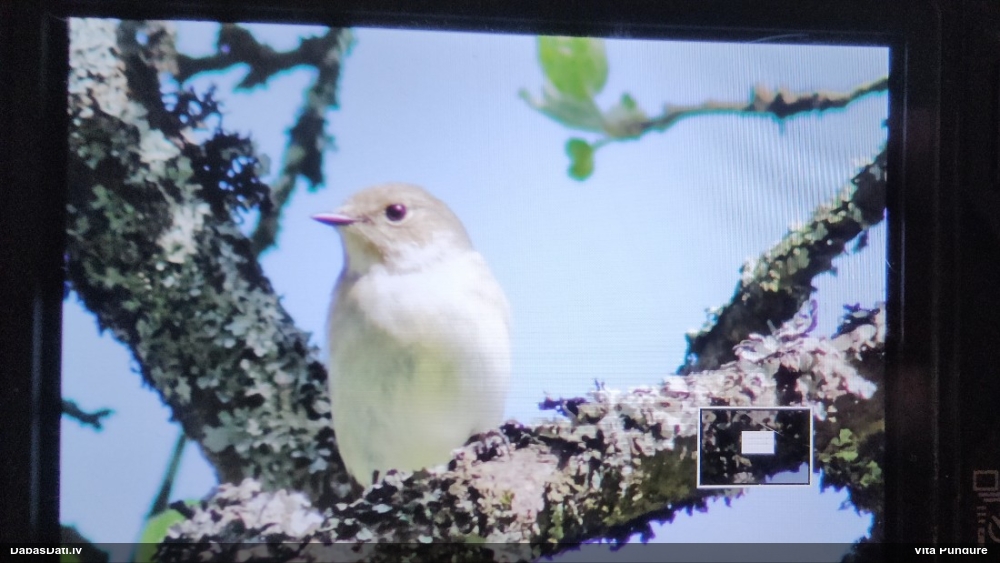 мухоловка-пеструшка