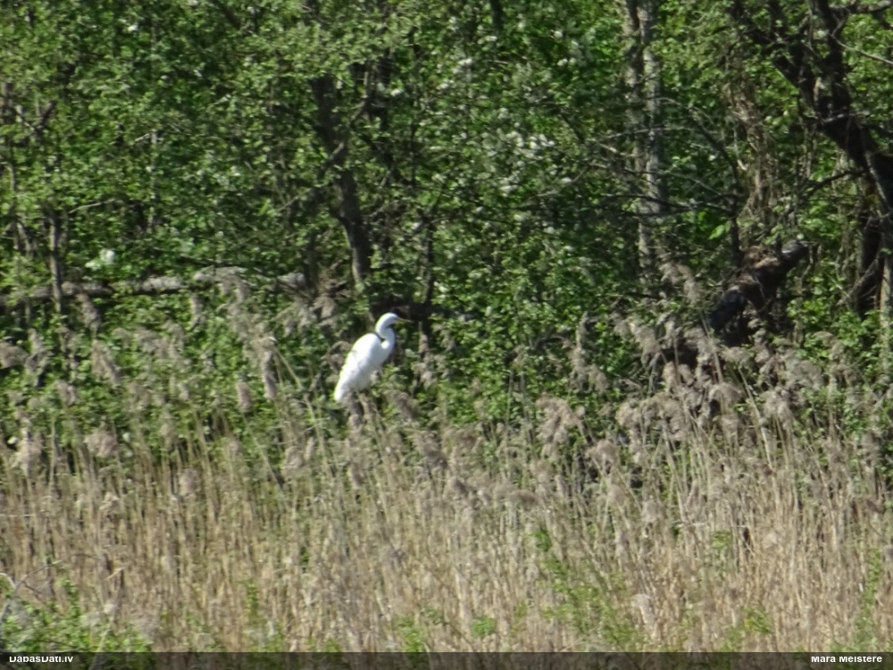 большая белая чяпля