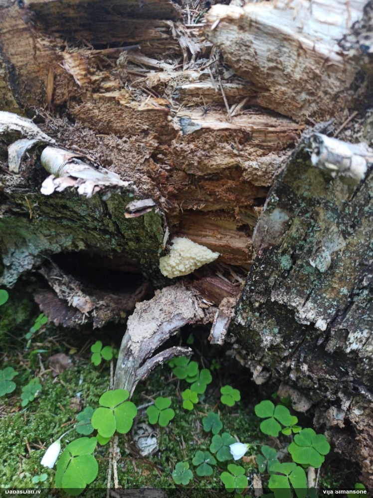 Neīstais pūpēdis, parastais gļotpūpēdis