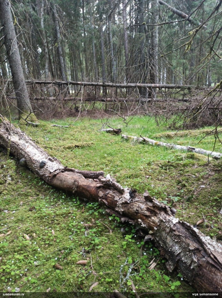 Neīstais pūpēdis, parastais gļotpūpēdis