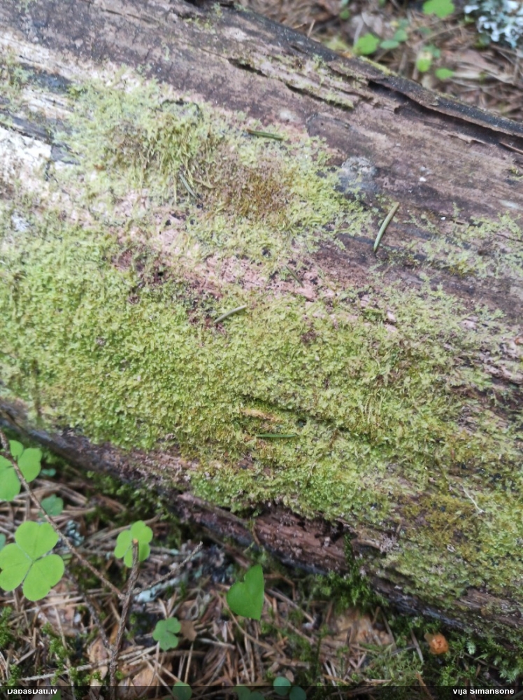 Dažādlapu sekstīte