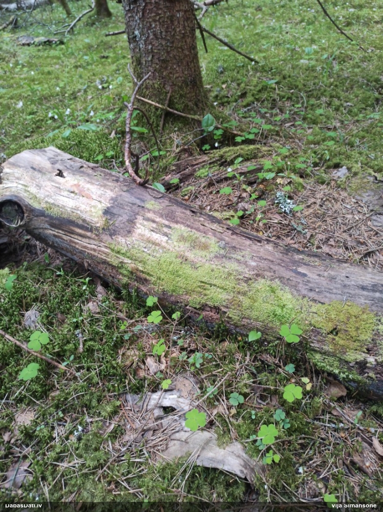 Dažādlapu sekstīte