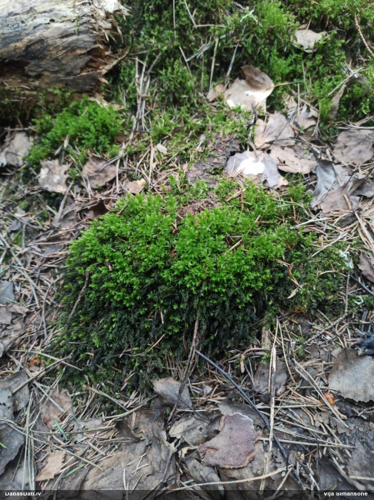 Viengada skrajlapīte