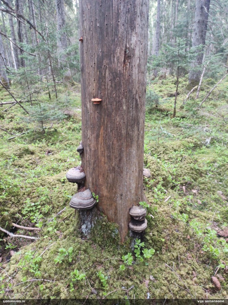 Liesmainā egļpiepe