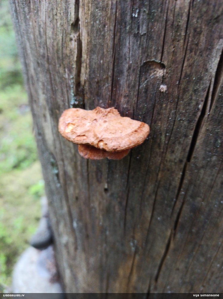 Liesmainā egļpiepe