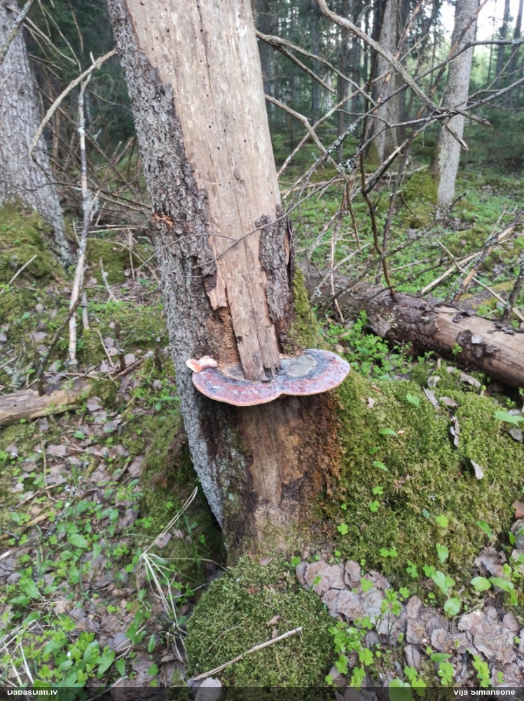 Окаймленный трутовик