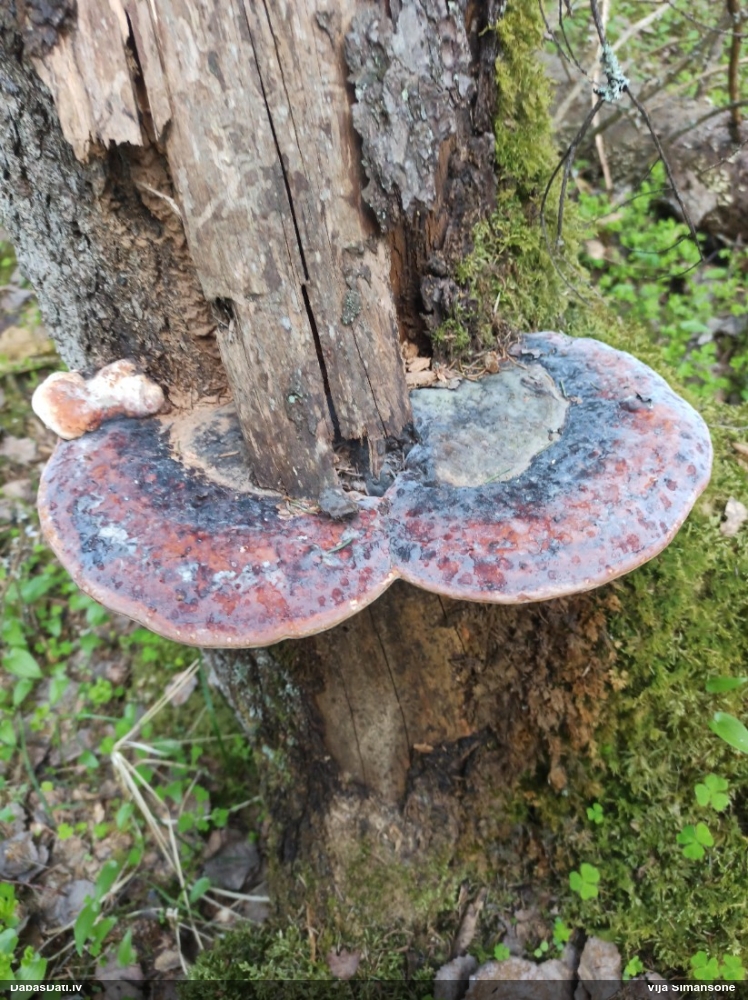 Окаймленный трутовик