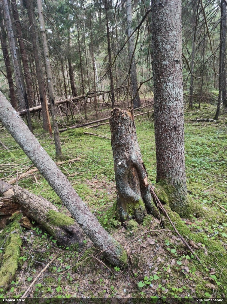 Neīstais pūpēdis, parastais gļotpūpēdis