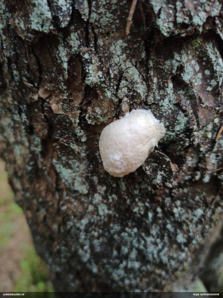 Neīstais pūpēdis, parastais gļotpūpēdis