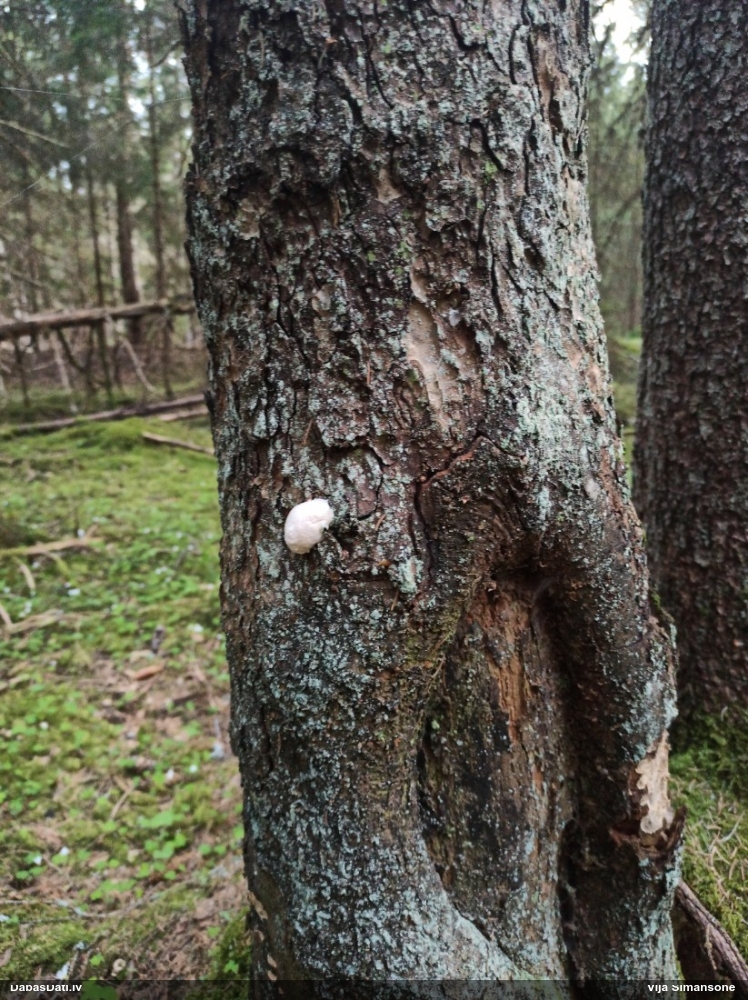 Neīstais pūpēdis, parastais gļotpūpēdis