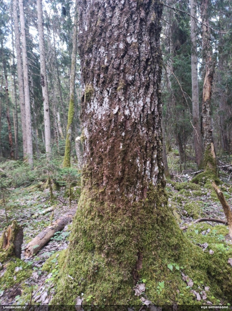 Tamariska frulānija