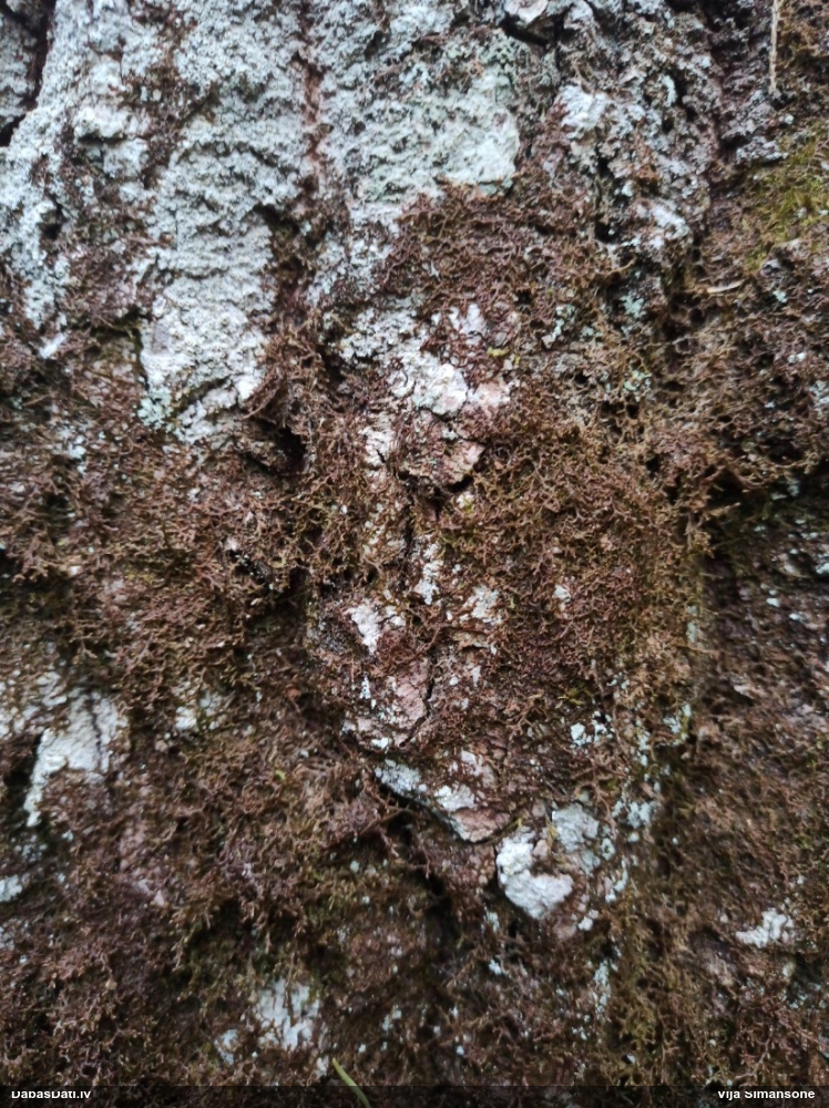 Tamariska frulānija