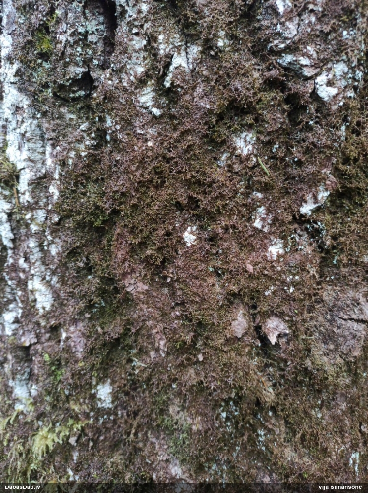 Tamariska frulānija