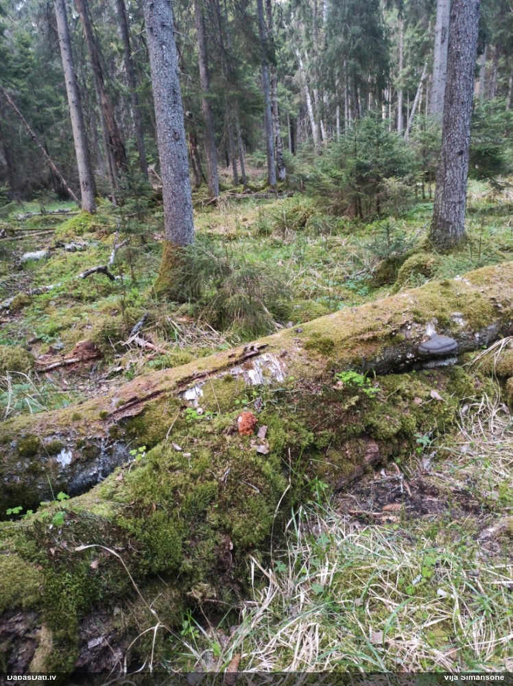 обыкновенный строчок