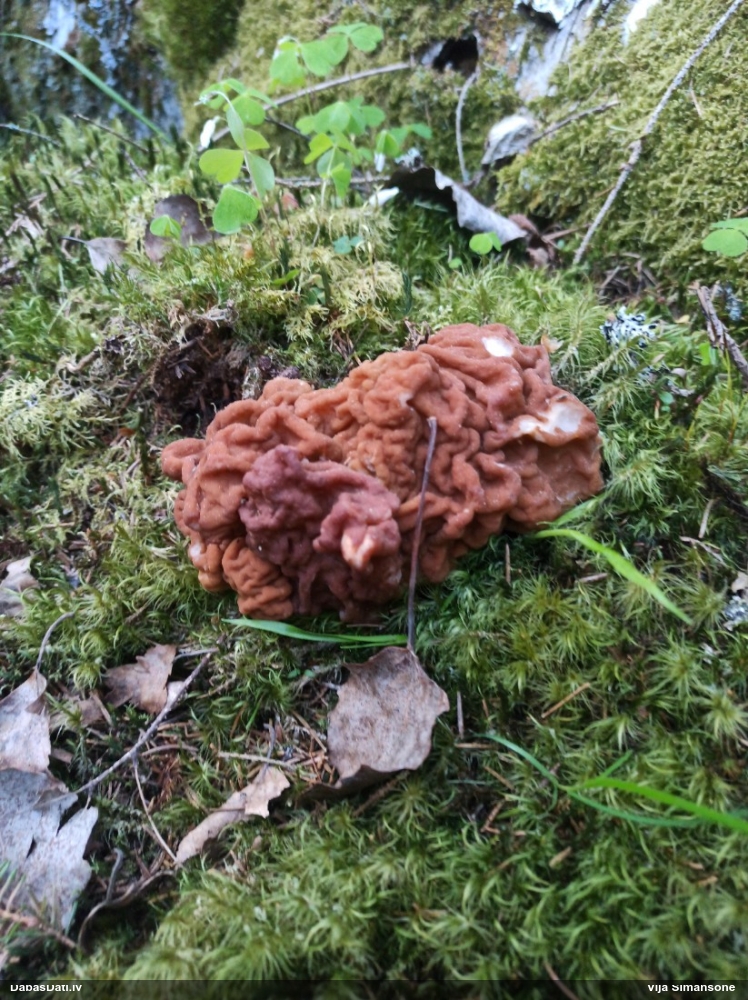 обыкновенный строчок