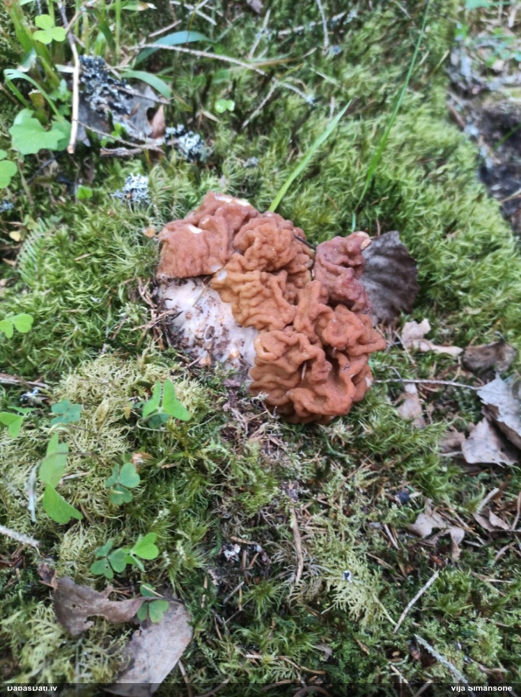 обыкновенный строчок