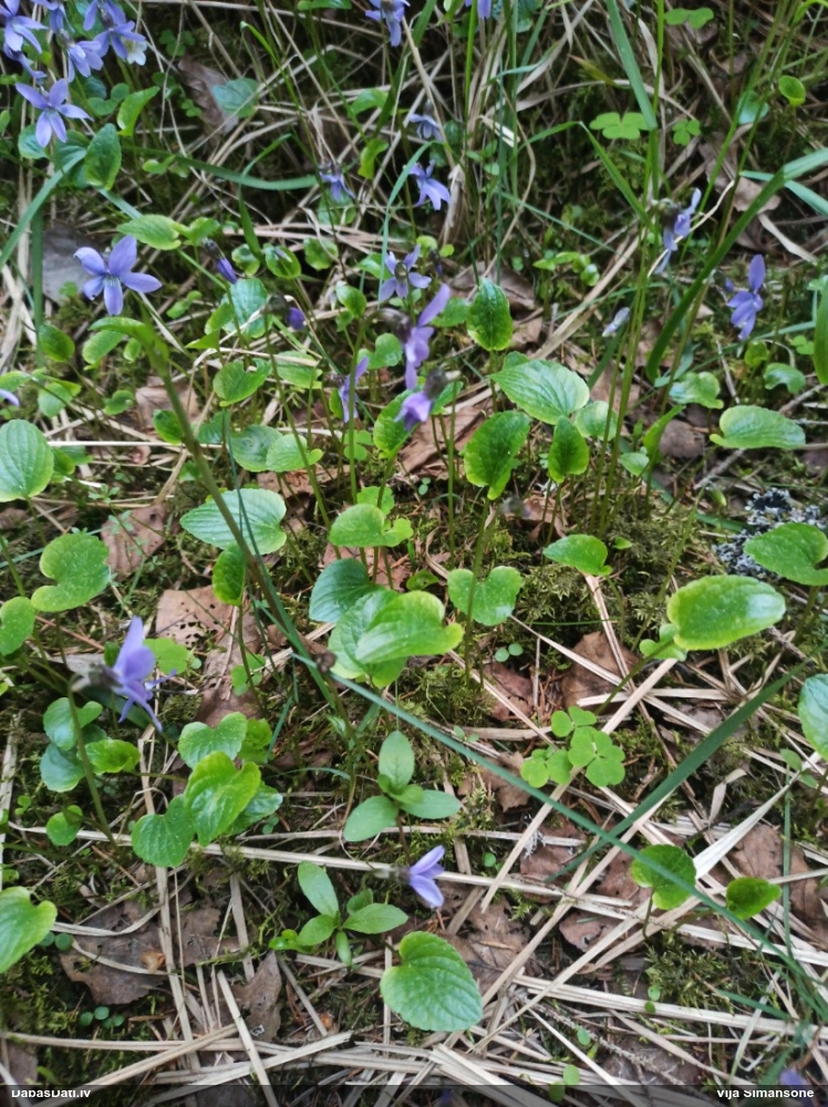 Dūkstu vijolīte