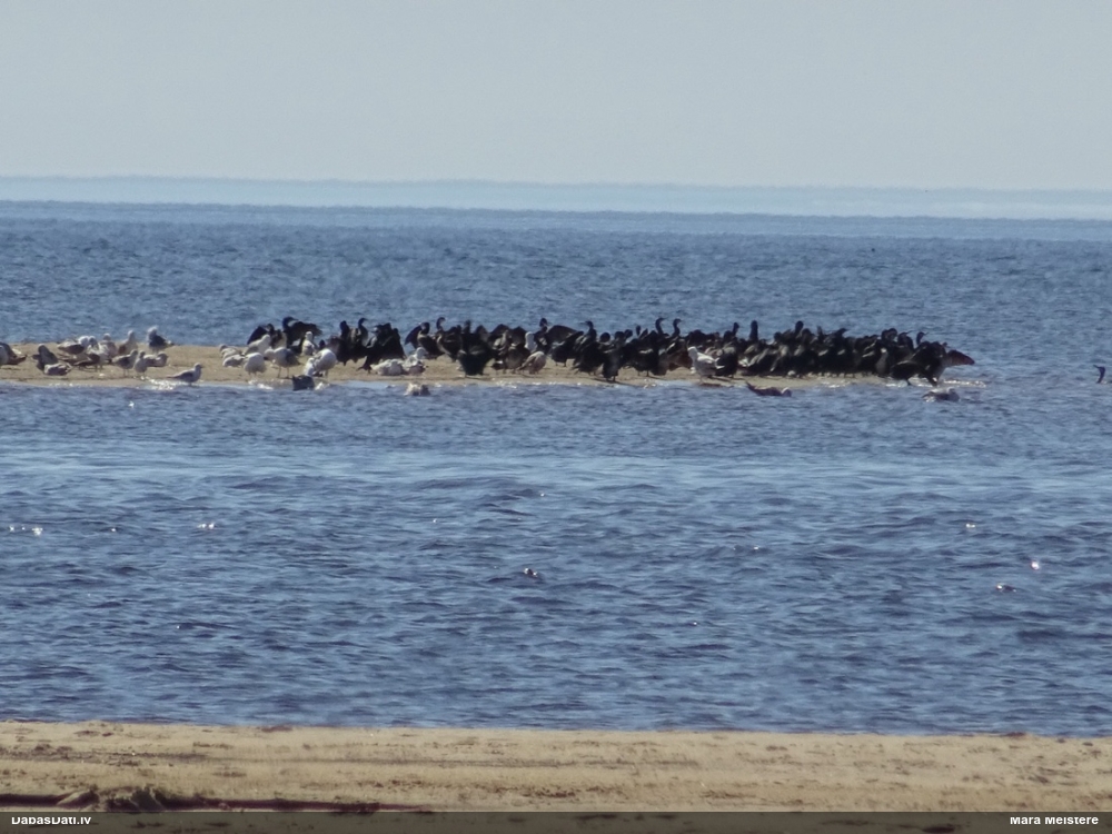 баклан большой