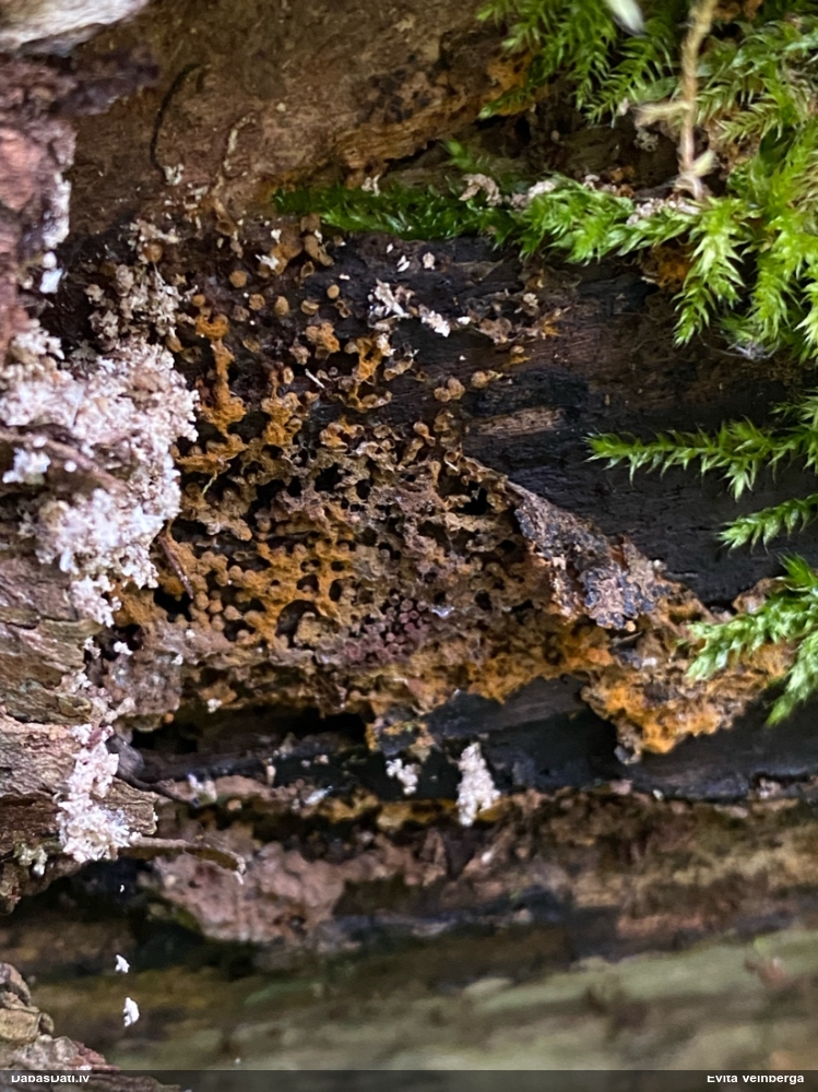 Pilienīšu dzimtas gļotsēne (nenoteikta)