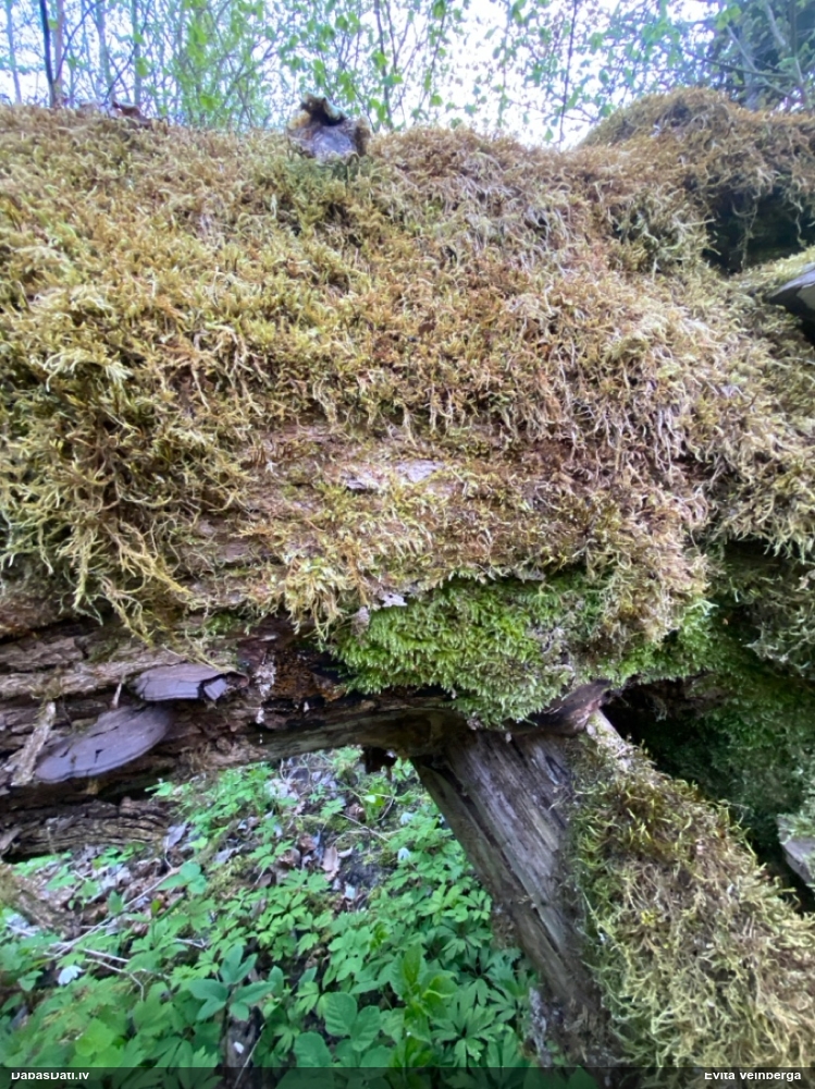 Pilienīšu dzimtas gļotsēne (nenoteikta)