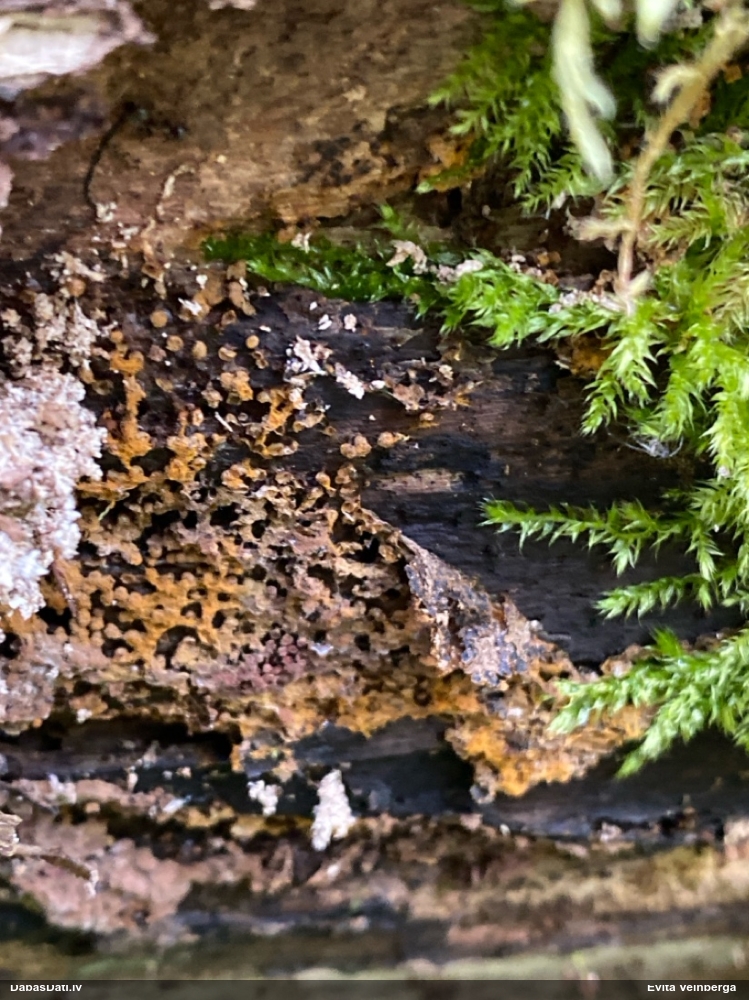 Pilienīšu dzimtas gļotsēne (nenoteikta)