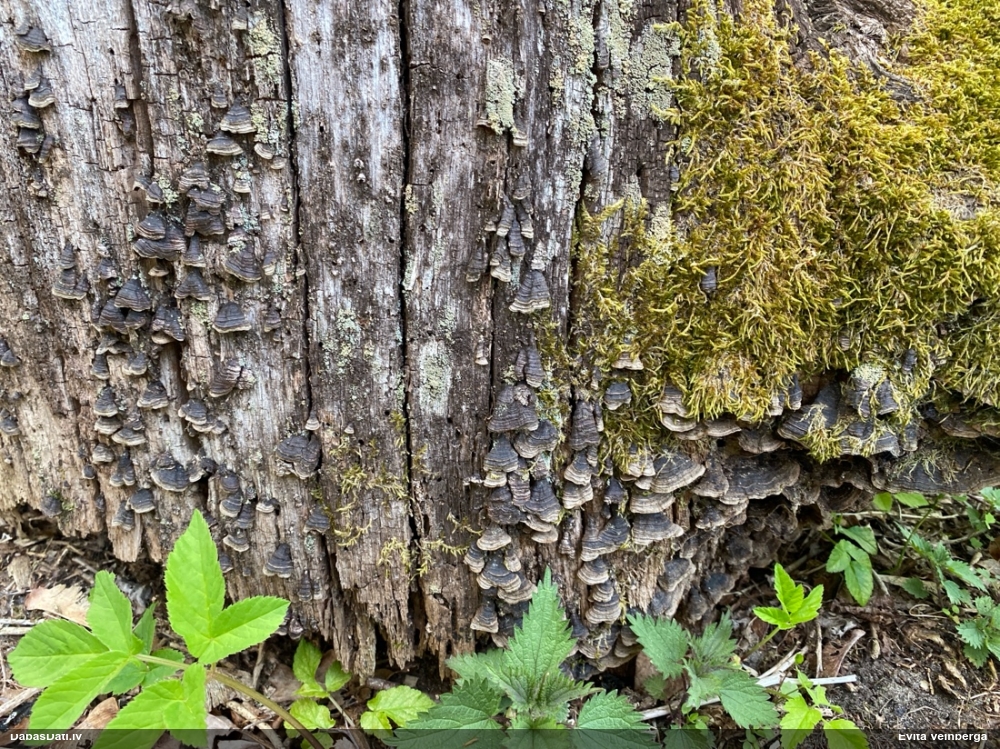 Ozolu brūnsvārcene