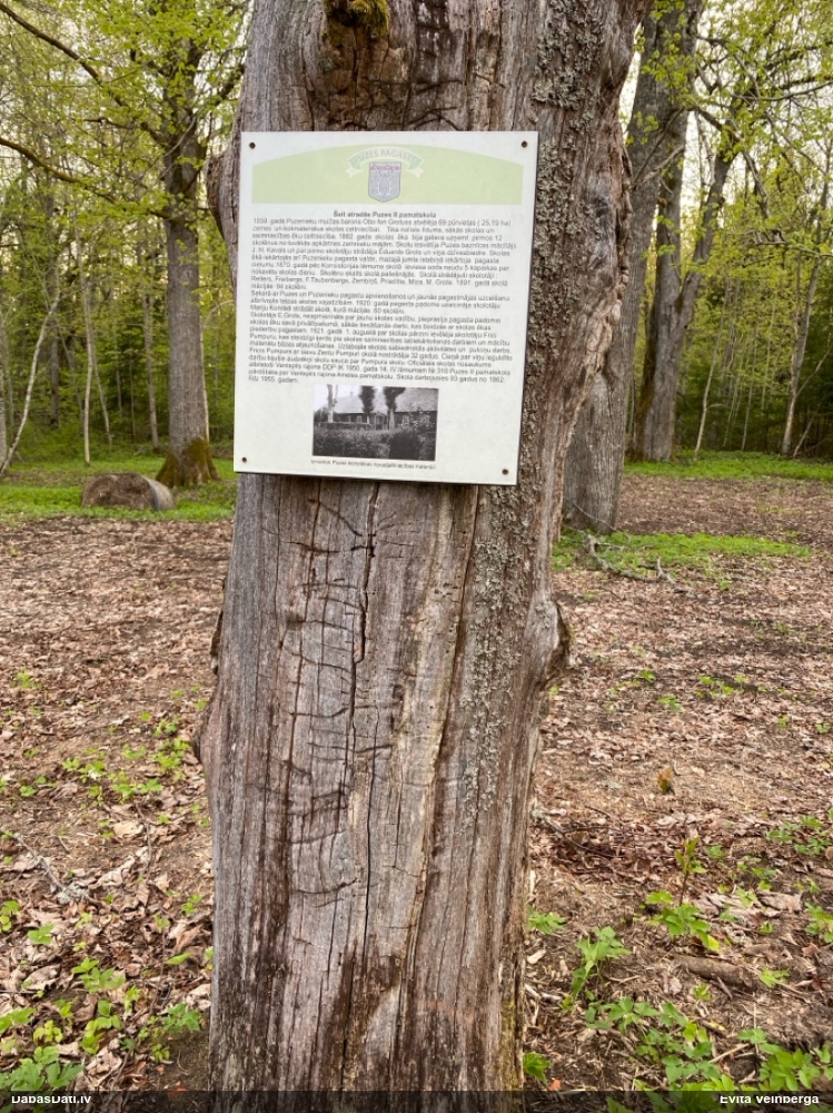 Ozolu brūnsvārcene