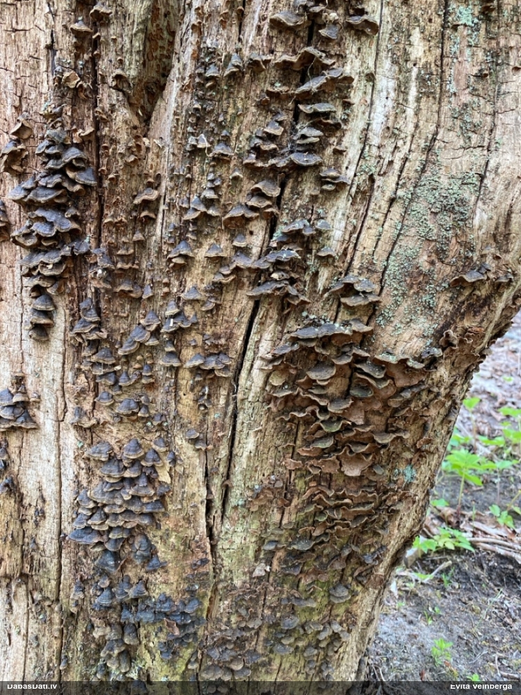 Ozolu brūnsvārcene