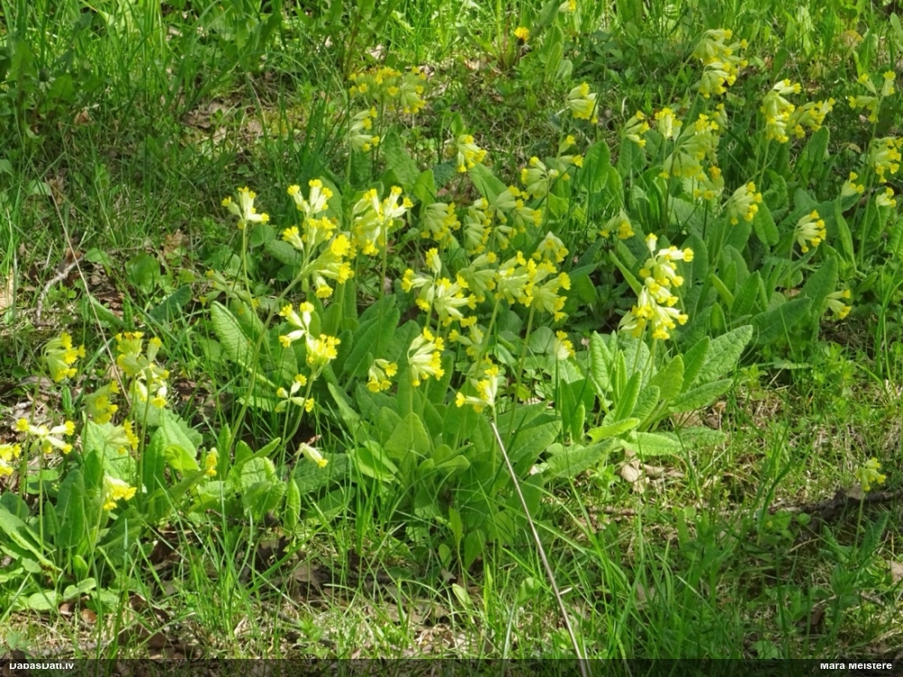 первоцвет весенний