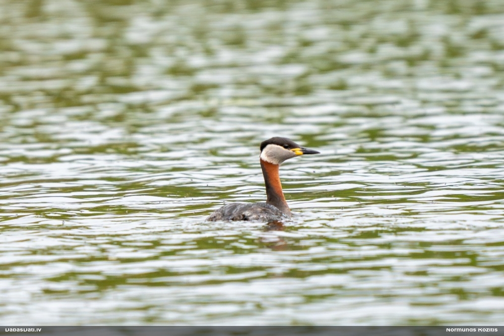 серощекая поганка