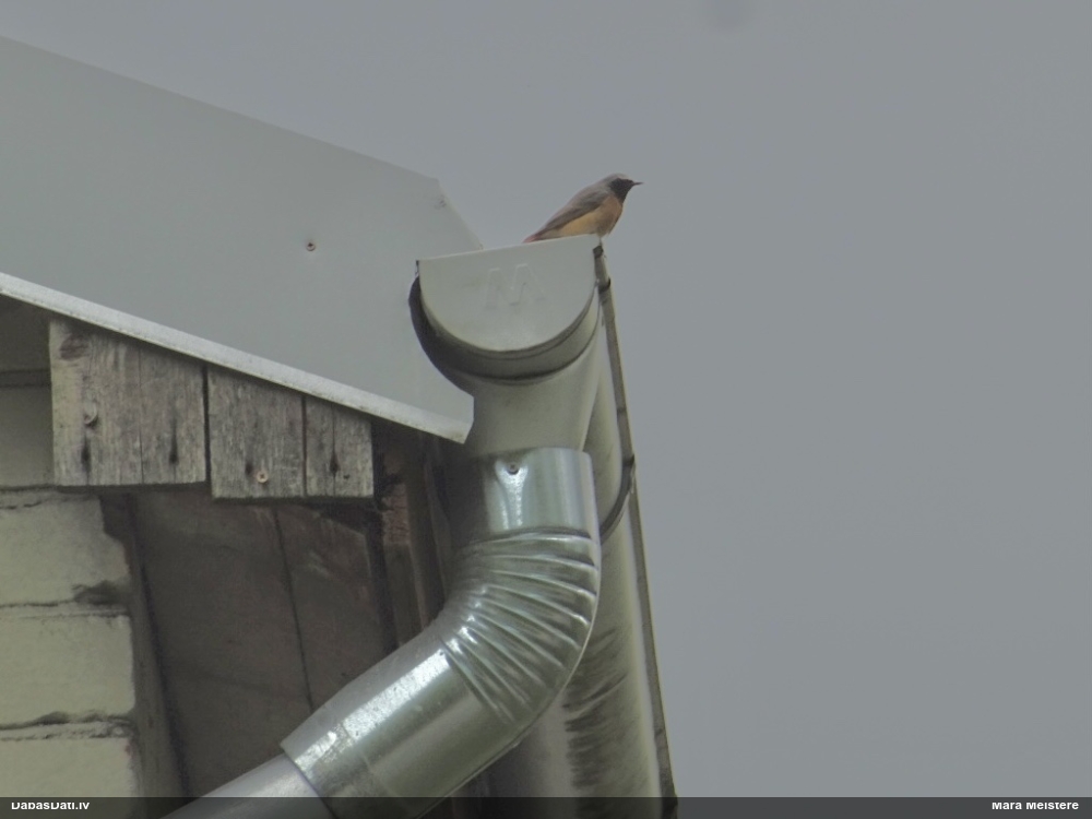 горихвостка-лысушка