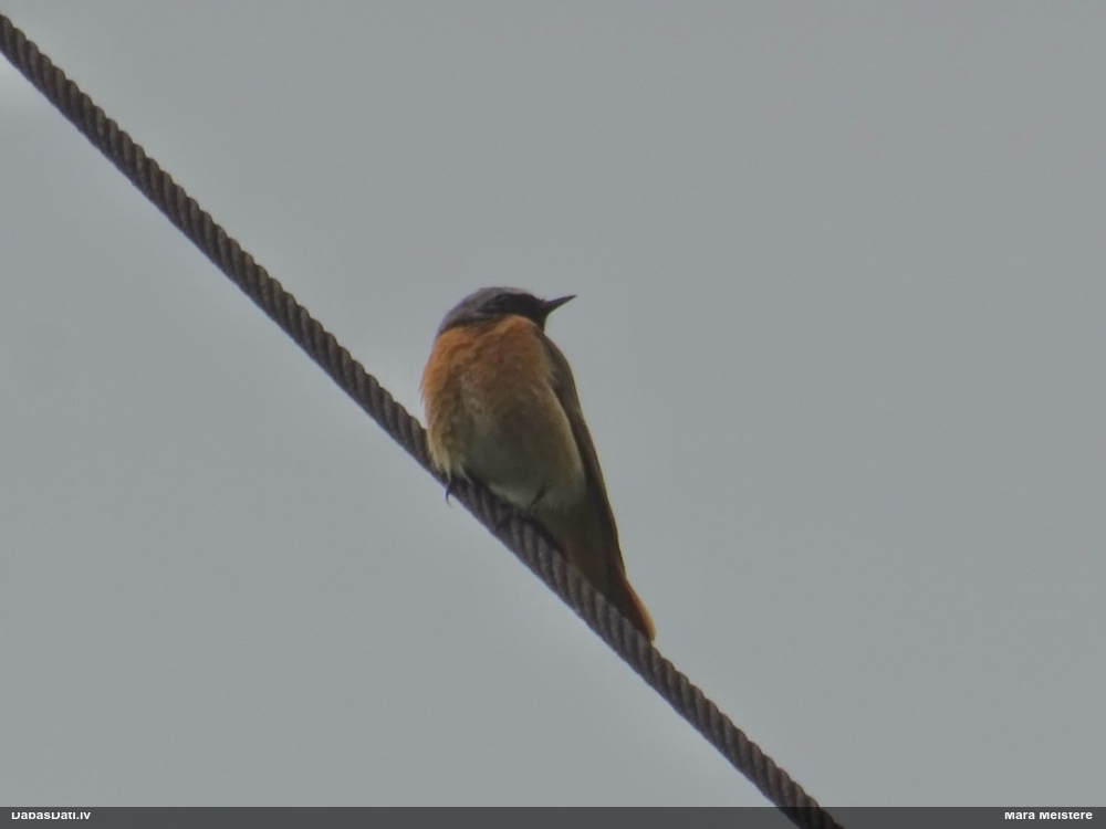 горихвостка-лысушка