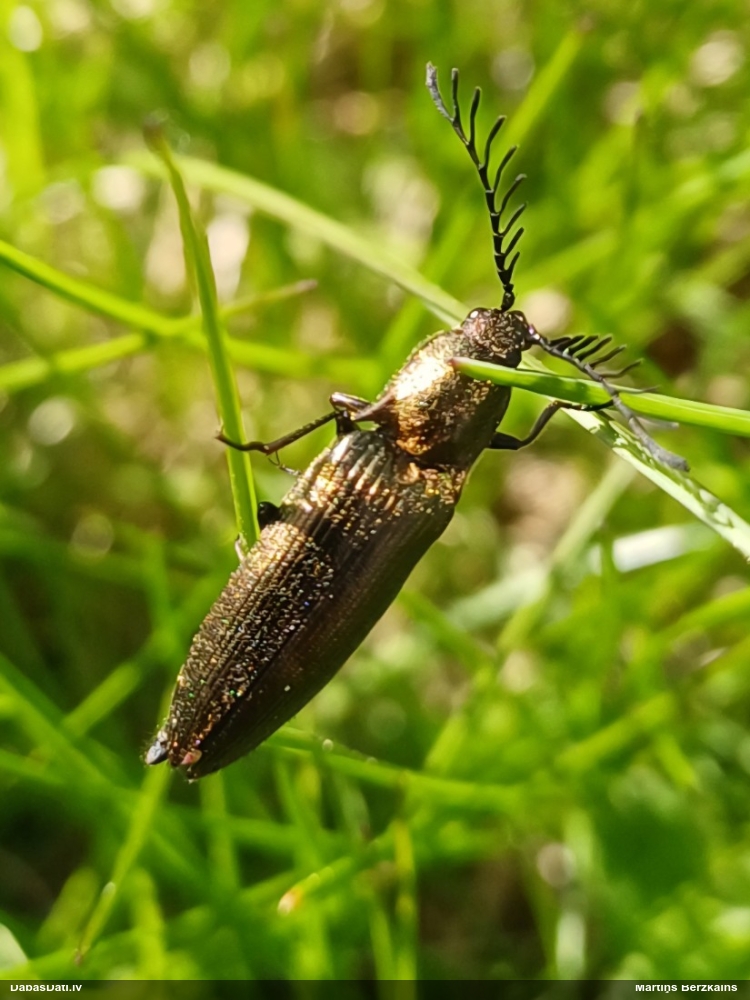 Sprakšķis Ctenicera pectinicornis