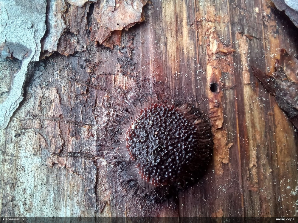 Saplacinātā kūlīte