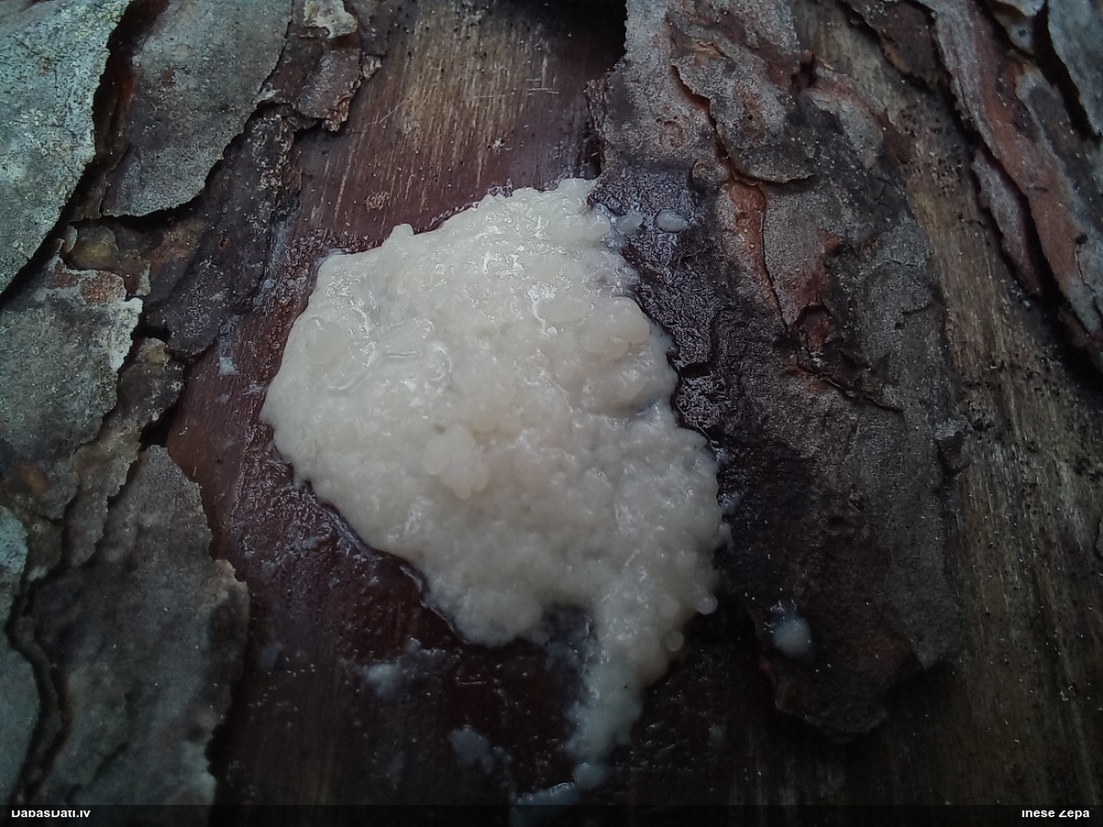 Saplacinātā kūlīte