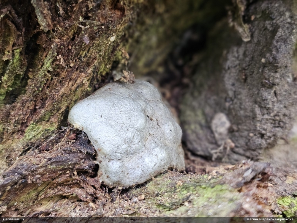 Neīstais pūpēdis, parastais gļotpūpēdis