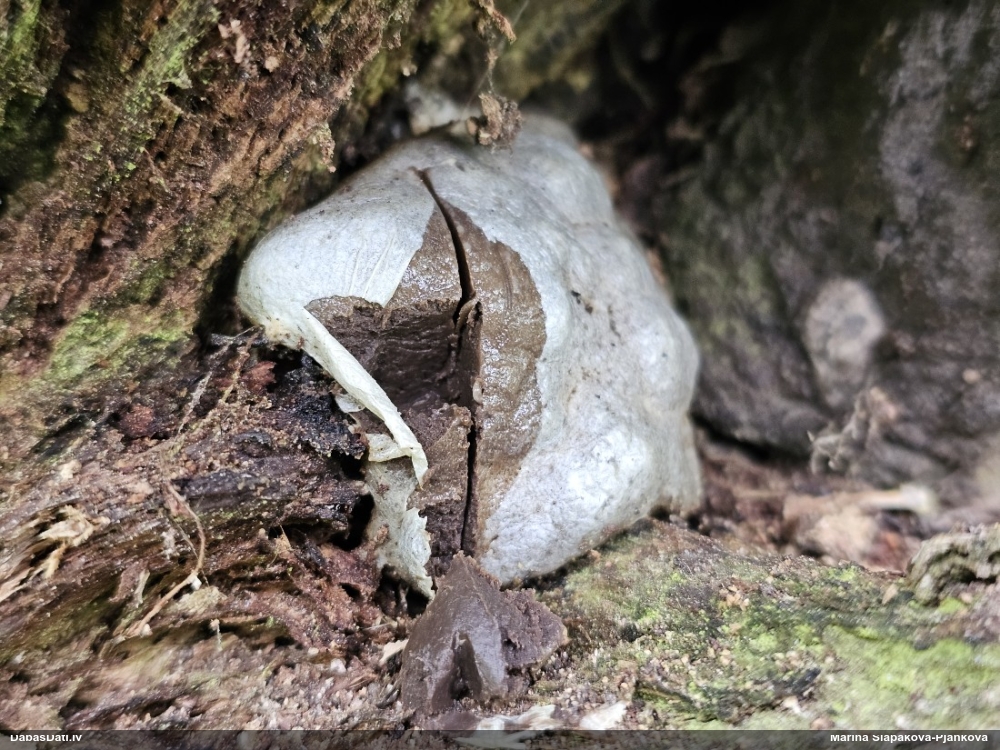 Neīstais pūpēdis, parastais gļotpūpēdis