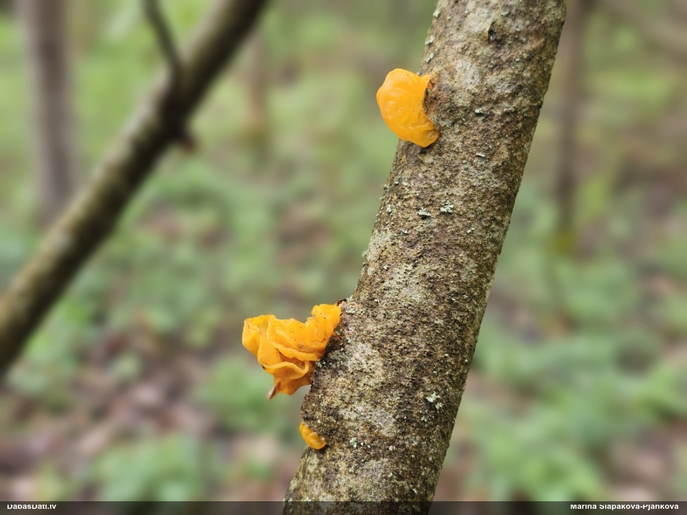 оранжевая, пленчатая дрожалка