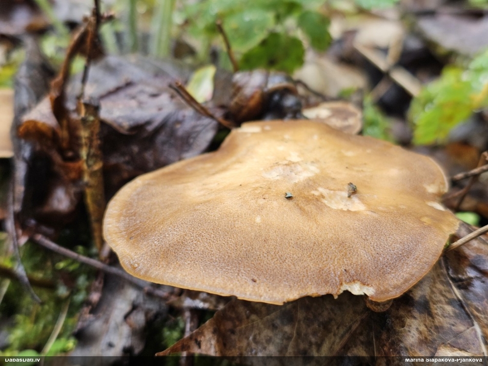 Skropstainā kātiņpiepe